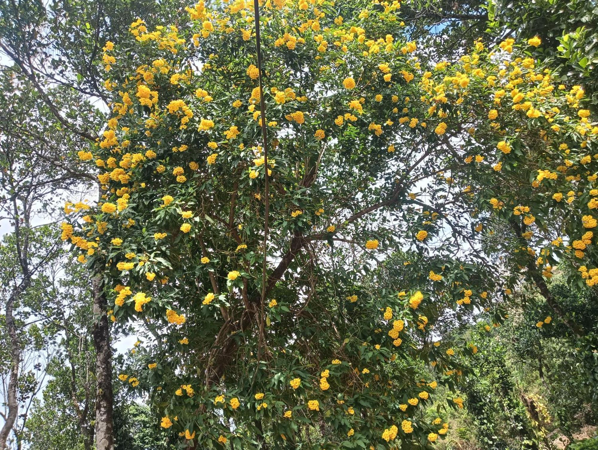 Tharayil Farm Stay Vagamon Chambre photo